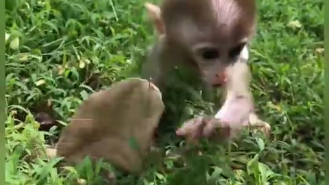 Funny video of monkey.