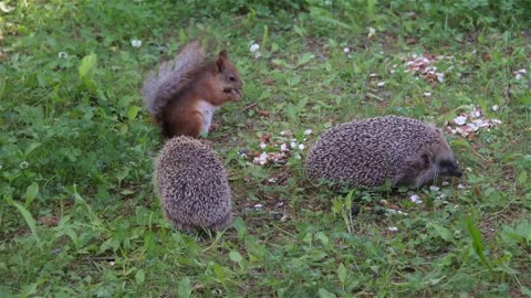 Hedgehog to red squirrel_ You don't really want to mess with me, do you
