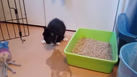 Cat slides while pooping FAIL