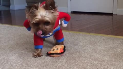 Small dog wears super hero costume and walks around