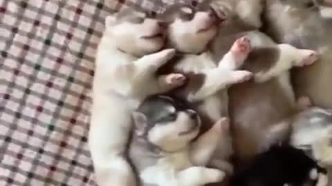 Funny and Cute Husky Puppies Compilation 2020 - Cutest Husky #04