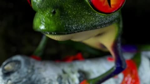 Hiya!! #froggy #frog #3danimation #tribal