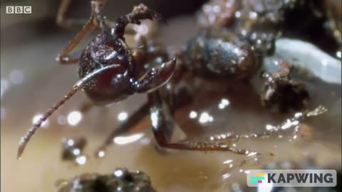 Relentless Attack: Driver Ants Devour Live Slug 🐜😱