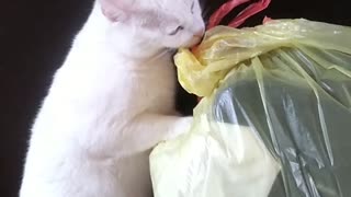 Cat Love Bag