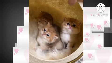 Baby Cats - Cute and Funny Cat