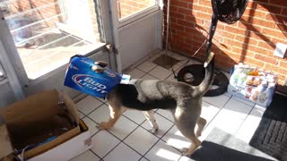 Party Dog Can't Quite Figure Out His Costume