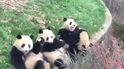 best moment panda's eating Best Funny panda Videos Of This Week / 💗 Funny panda Moments