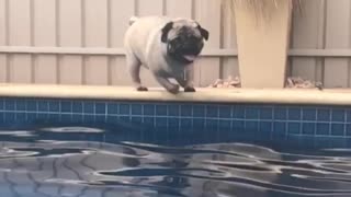 Pug slow motion jump into pool