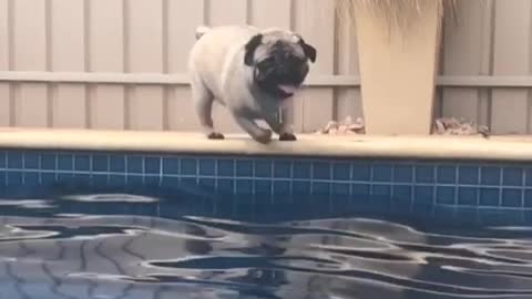 Pug slow motion jump into pool