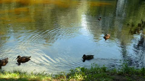 Ducks are swimming in a summer lake in park
