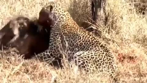 Leopard caught warts pig, is their dinner