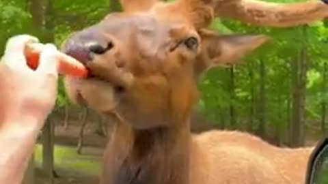 animal funny video !! #short