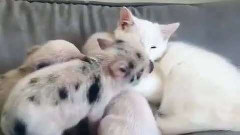 Little piggy chewing on her ear