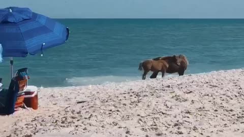 English Bulldog Wants to Play with Wild Horses on Beach