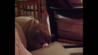 Adorable Kitten Plays Herself Right Off The Couch
