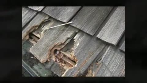 Expert Raccoon Evictors In San Antonio, Tx