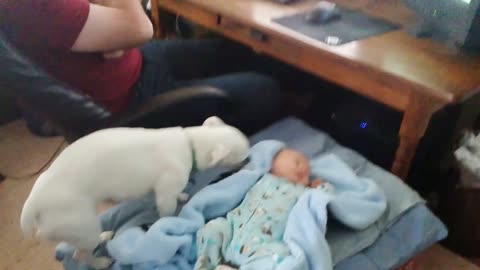 lovely Dogs and Babies are Best Friends - Dogs Bab folding cloth Babies Video