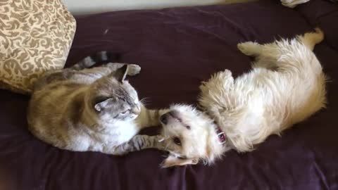 Puppy-Kitty Sibling Love