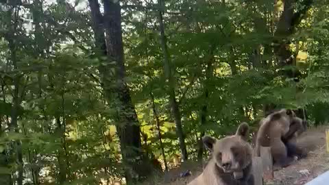 Stumbling upon 3 bear cubs and momma bear next to road