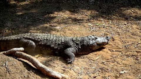 A big Crocodile walking