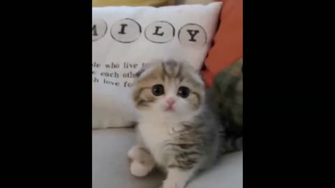 funny cat videos too cute #20
