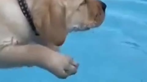 puppy learning to swim