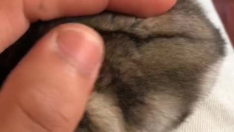 Petting small grey hamster
