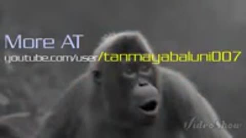 Funny animal video clips gujrati monkey dance