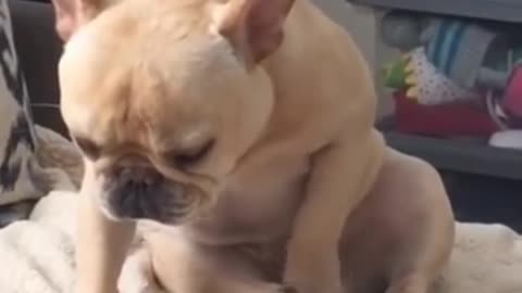 Funny dog video