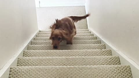 cute cocker spaniel running up the stairs in a house