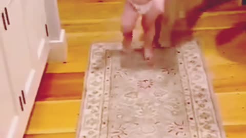 Cute baby playing with dog