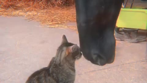 Horse and Cat Best Friends Is The Best Thing You'll See All Day 💕