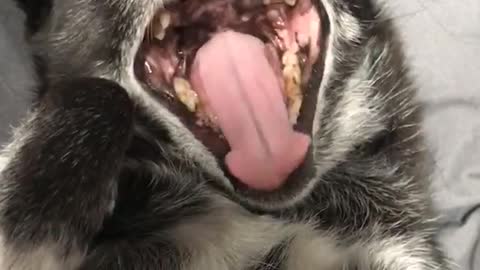 Small black white dog on back yawn smile