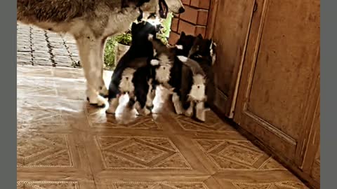 husky playing with his kids