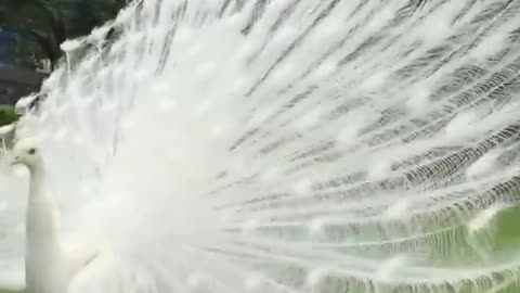 ##BEATIFUL PEACOCK PICTURE VIDEO ##SPECIAL PART