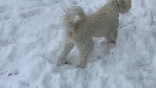 White dog runs around in circles in snow in backyard