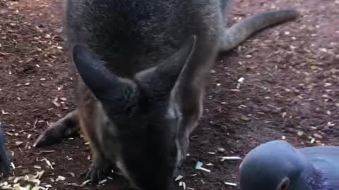 Feeding a cute Wallaby