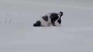 Enthusiastic pup hunts for field mice underneath fresh snowfall