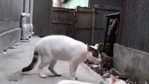 Nice cat fight two cat