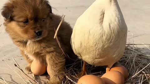 Puppy helps duck hatch eggs