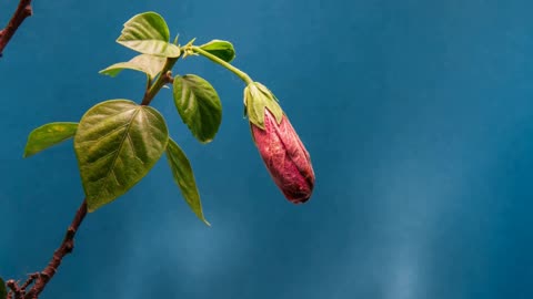 Beautiful Nature Vlogs - Time lapse video of Flower