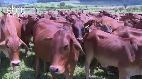New Cattle-Breeding Technology Aims To Increase Milk Production As