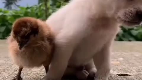 Sleeply puppy with birds.