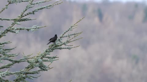 birds-hunting-catching-birdcatcher