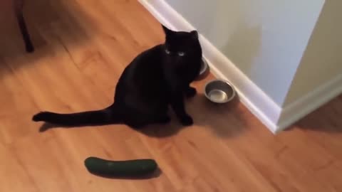 funny cat vs cucumber in Brazil