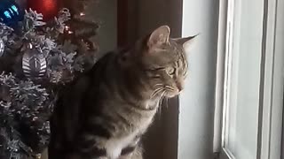 Pittsburgh Cats freaked out by Christmas Snow