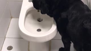 Black dog turns on european toilet and drinks