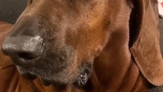 Redbone Coonhound Get That Camera Outta Ma Face