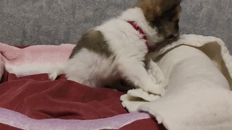 Puppy Takes Carpet to Take Cover