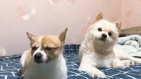 A puppy reacting to the sound of a hairdryer.